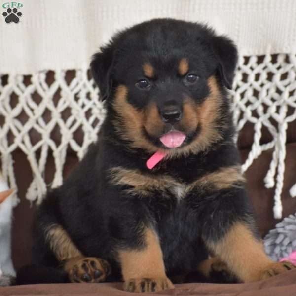 Adina, Rottweiler Mix Puppy